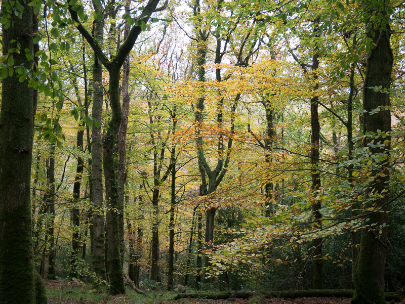 woods 1