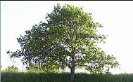 Oak Tree mast head